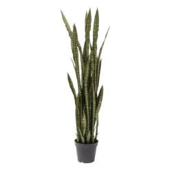 Deco plant vrouwentongen - Kare Design Deco plant