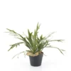 Kunstplant staghorn varen 51 cm - By-Boo Staghorn Fern