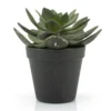 Kunst vetplant met pot 16,5 cm - By-Boo Succulent Echeveria 2